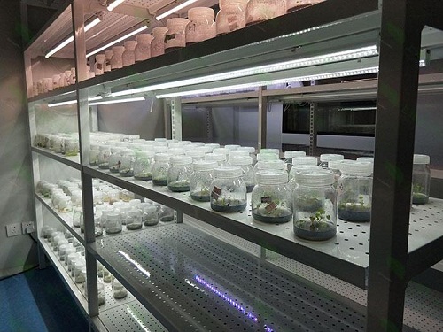 锦州植物组织培养实验室设计建设方案